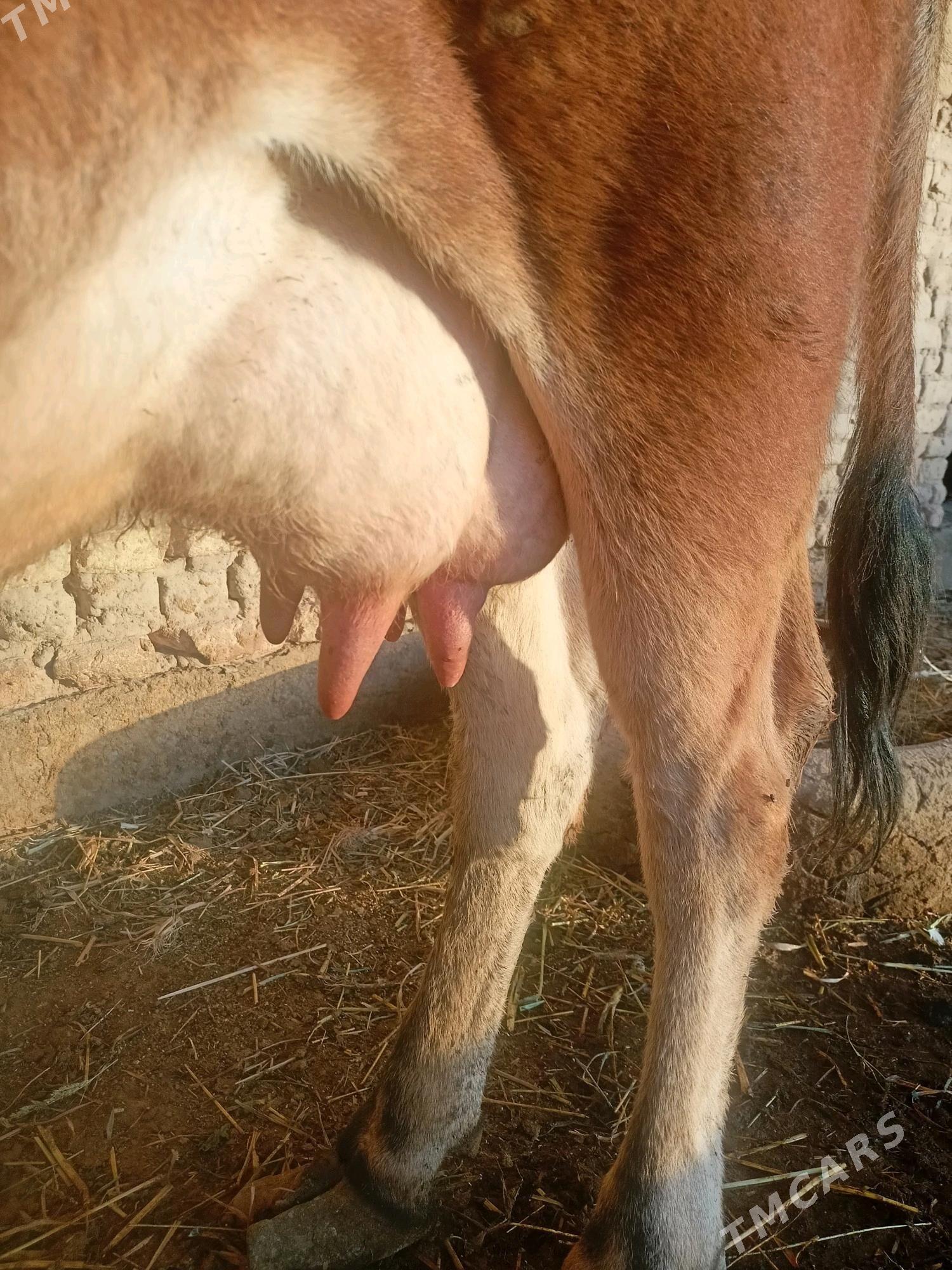 маша саглк сгр ийип ичишина ге - Çärjew - img 5