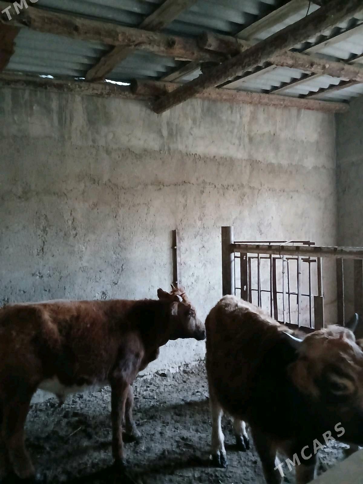 Öküz - Bereket - img 2