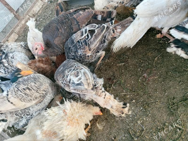 induk - Türkmengala - img 2