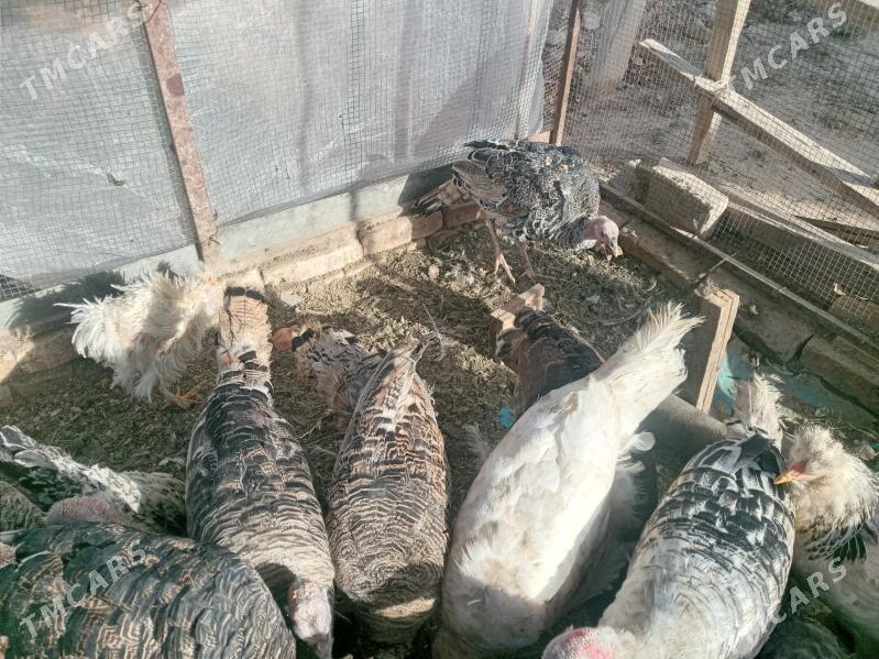 induk - Türkmengala - img 3