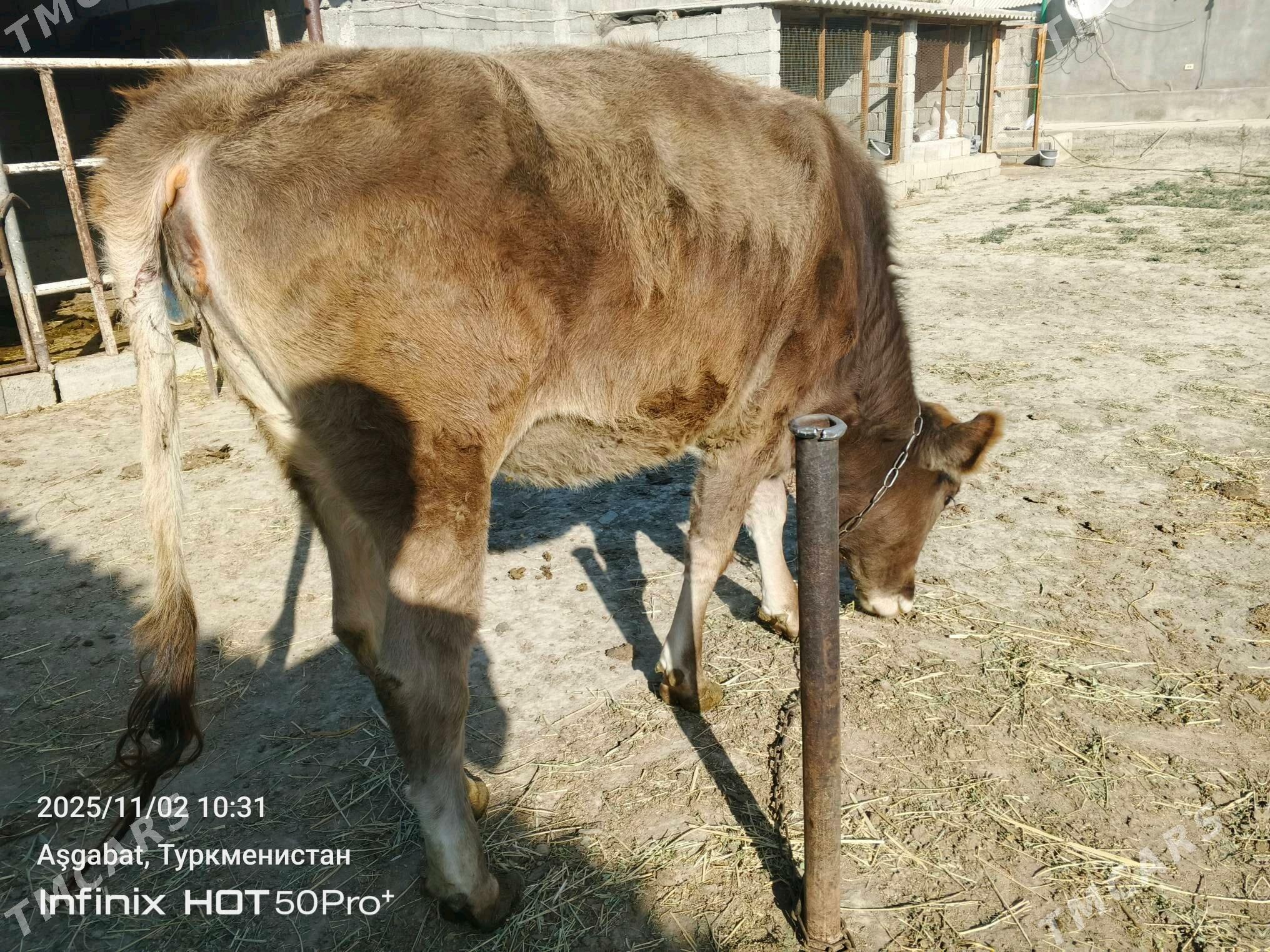 bakylan tuwe - Гёкдепе - img 2