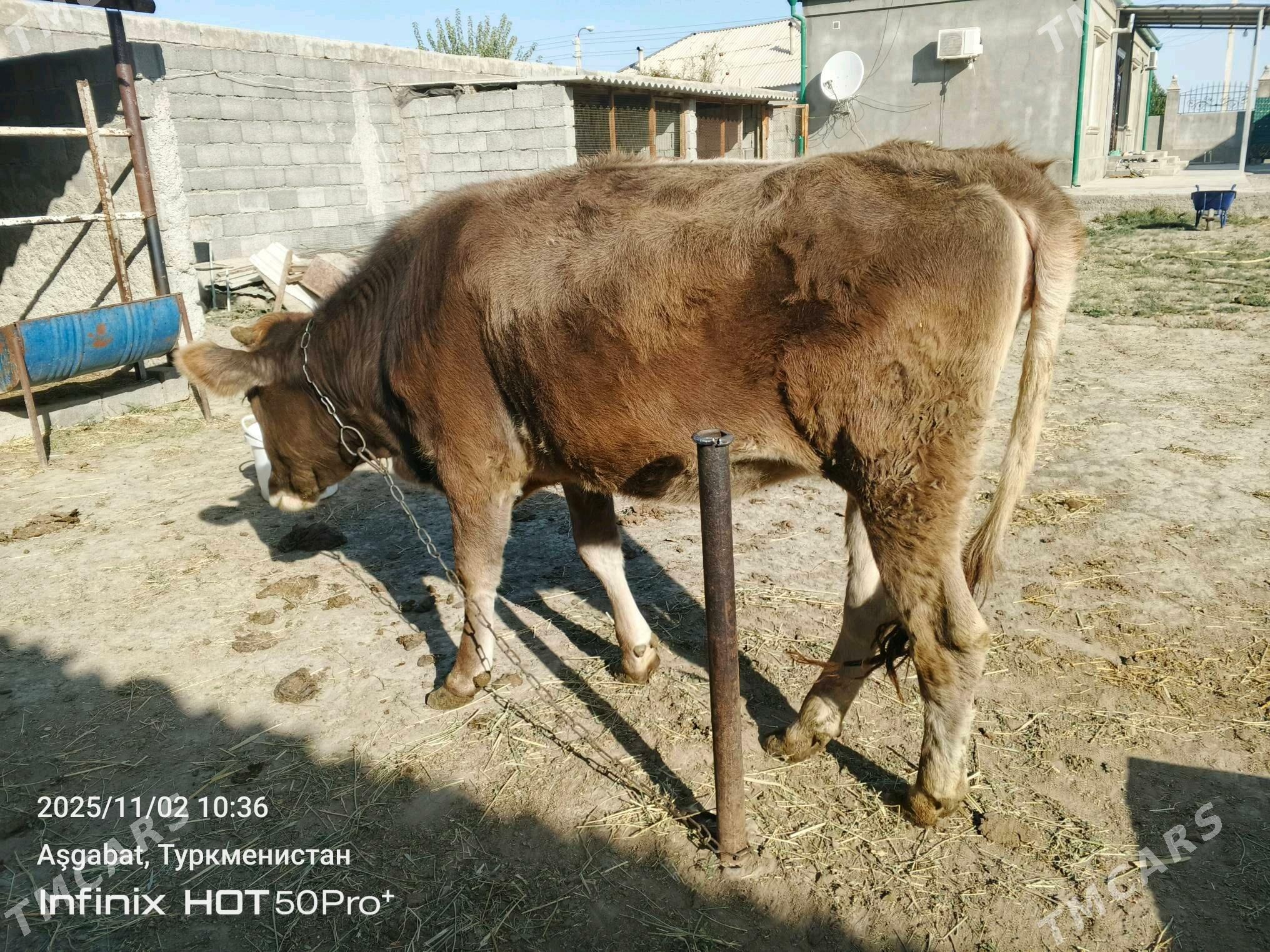 bakylan tuwe - Гёкдепе - img 1