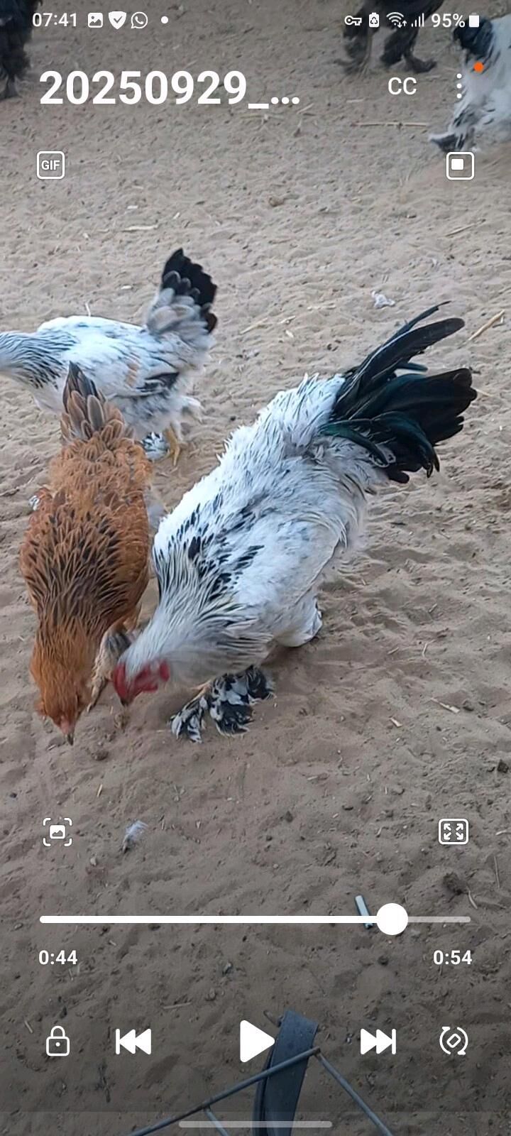 брама хораз - Гёкдепе - img 1