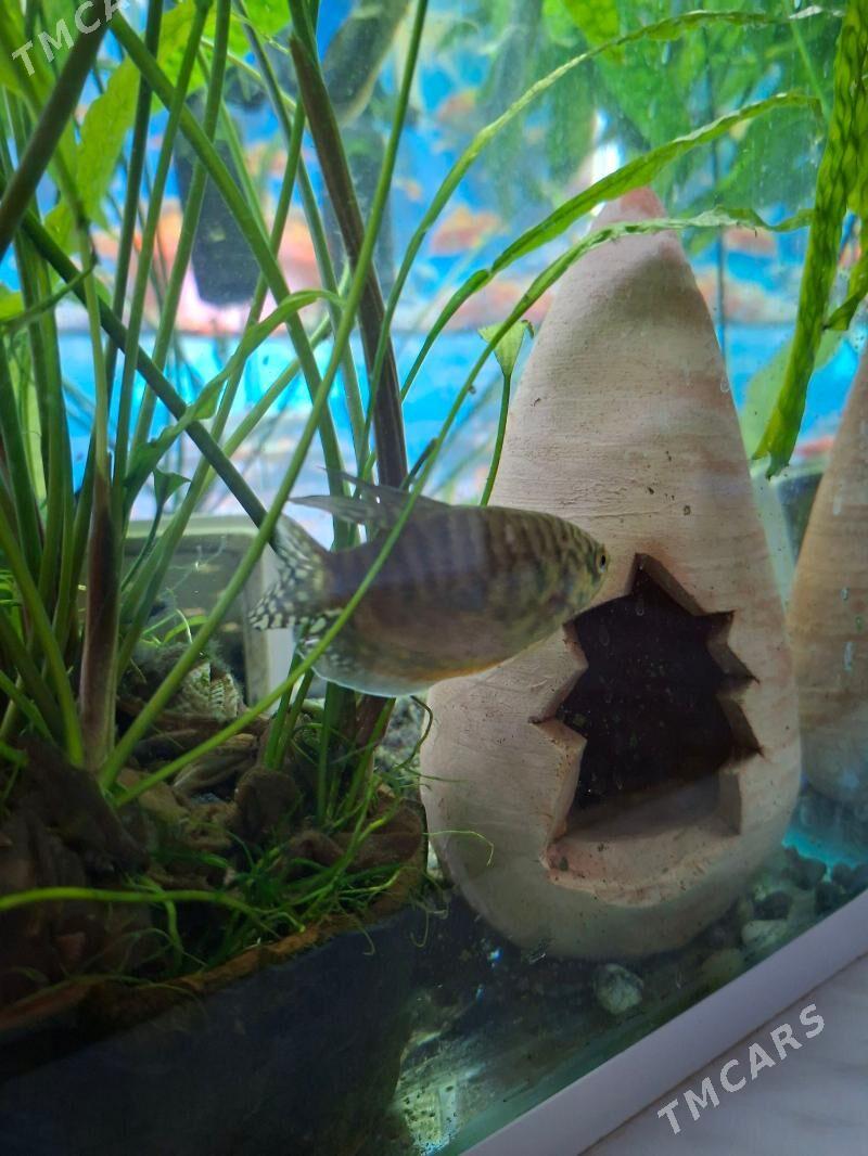 гурами самец - Köşi - img 1