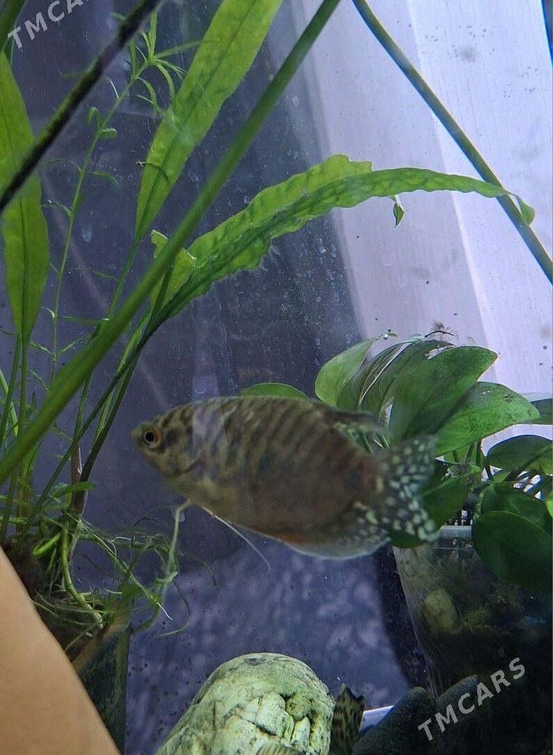 гурами самец - Köşi - img 2