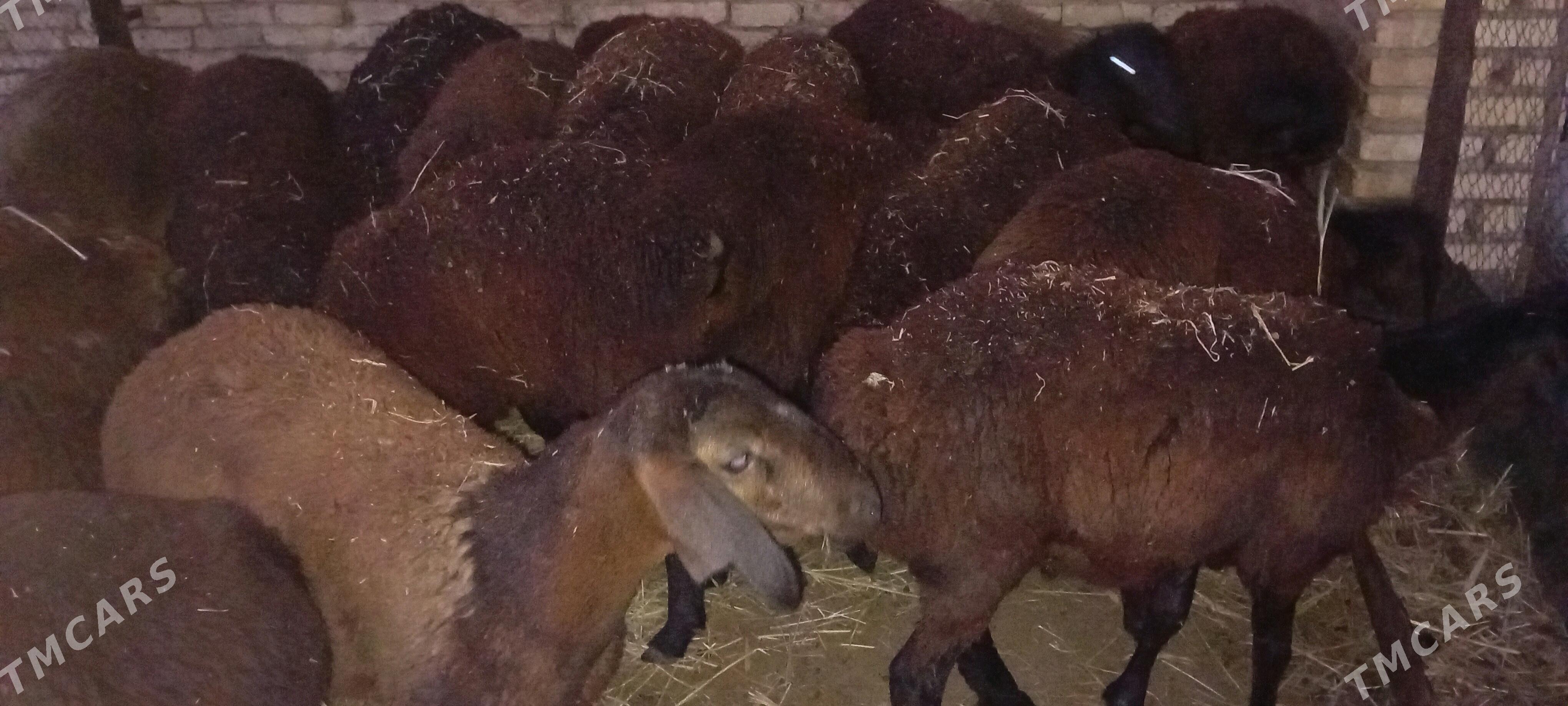 gisar goyun - Mary - img 1