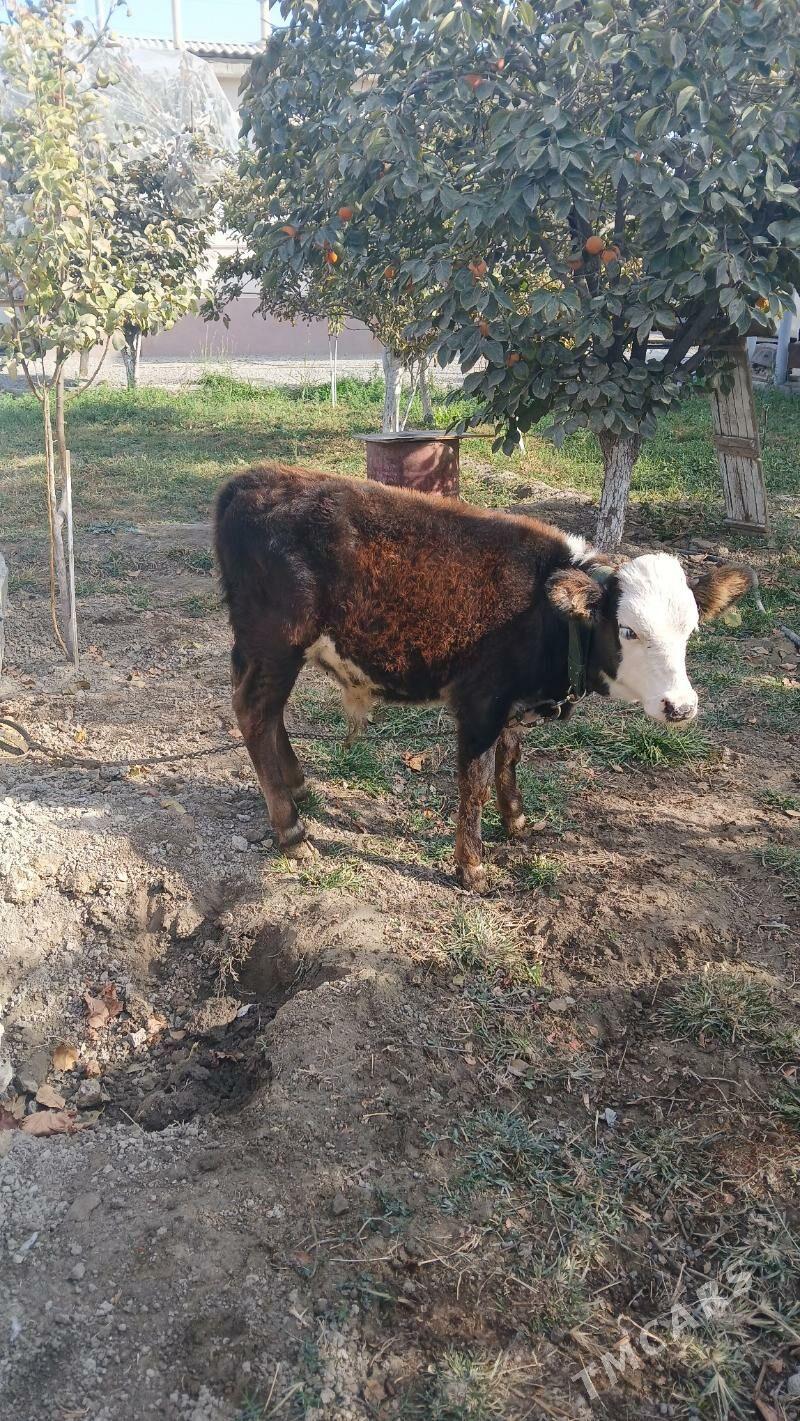 okuz - Gökdepe - img 3