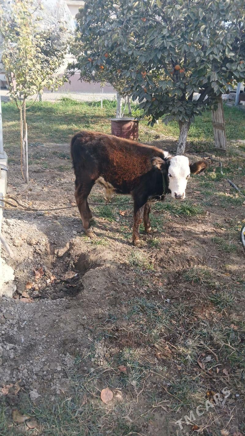 okuz - Gökdepe - img 1