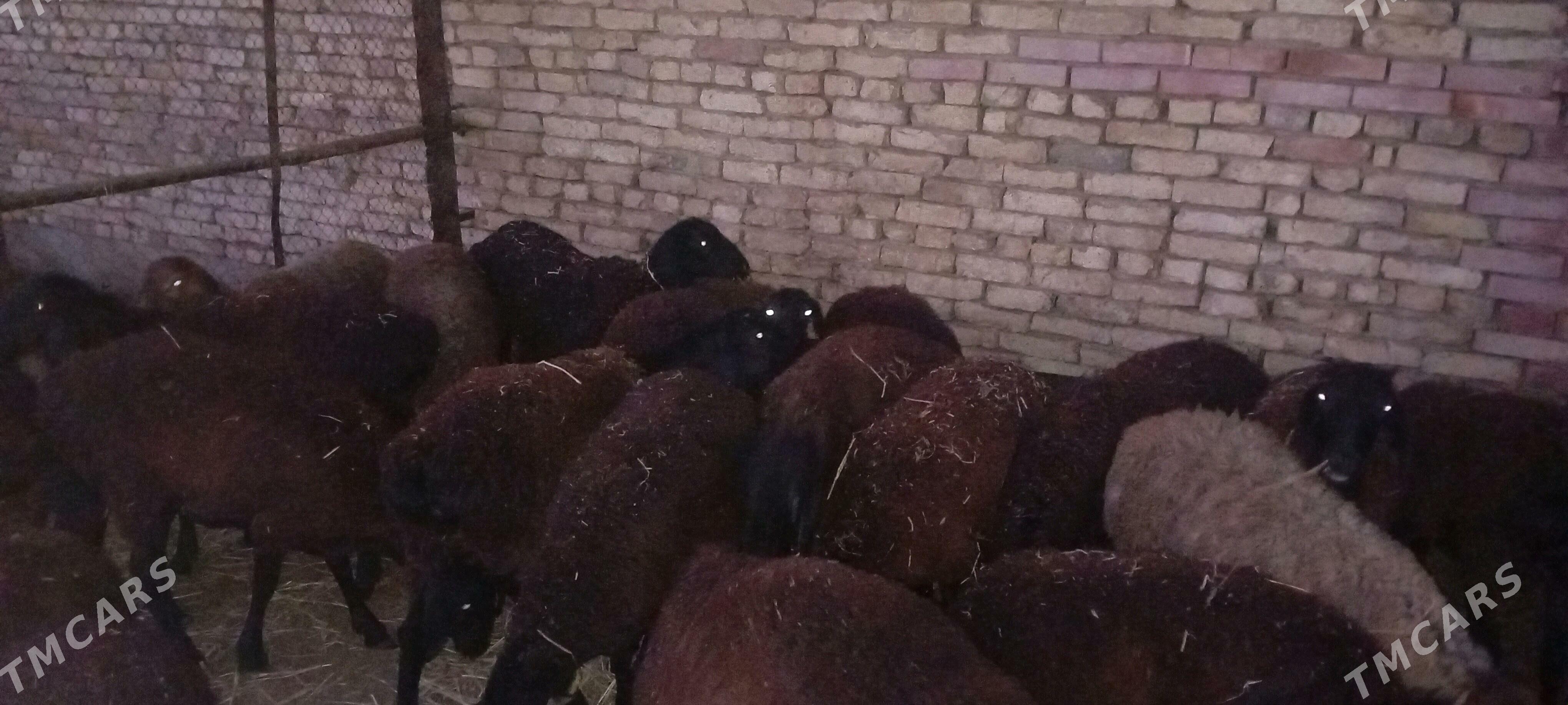 gisar goyun - Mary - img 2