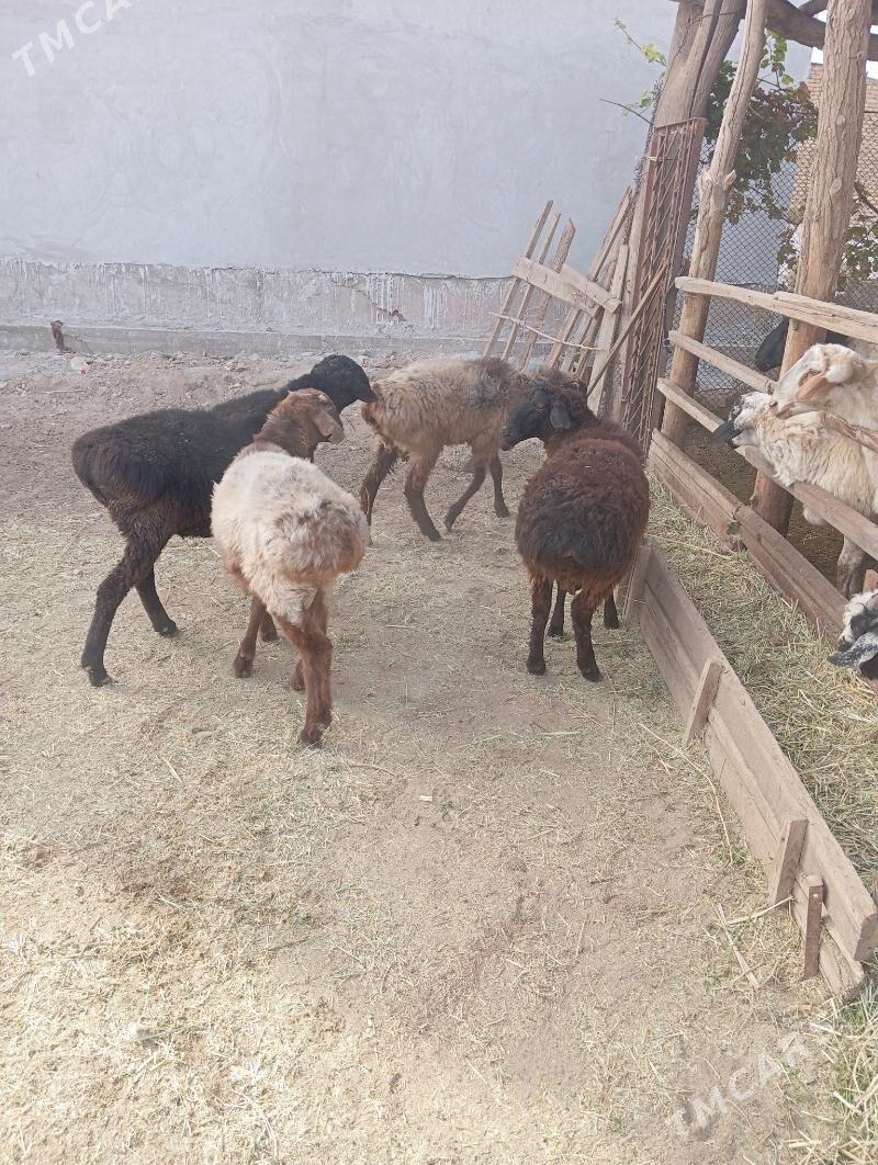 goçkar - Çärjew - img 1