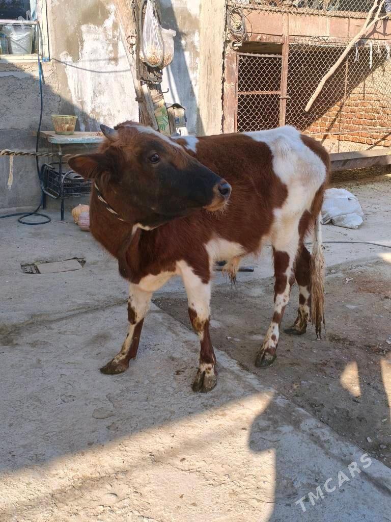 öküz - Bäherden - img 2