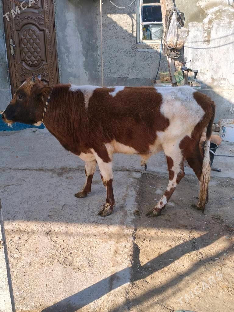 öküz - Bäherden - img 1