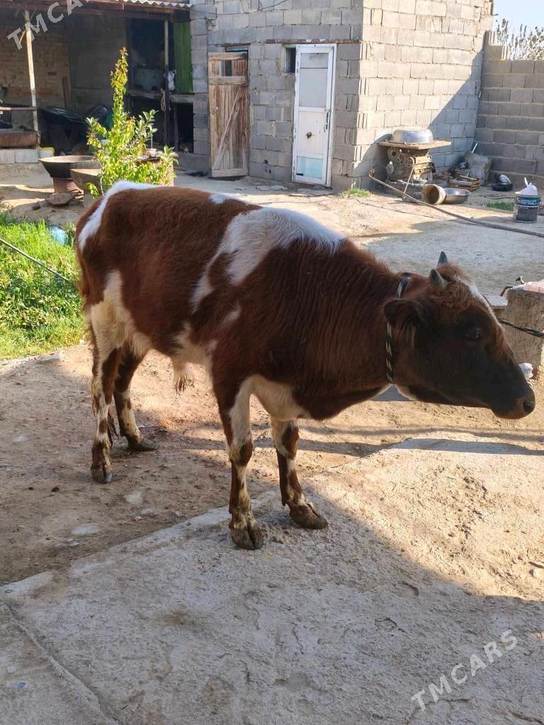 öküz - Bäherden - img 3