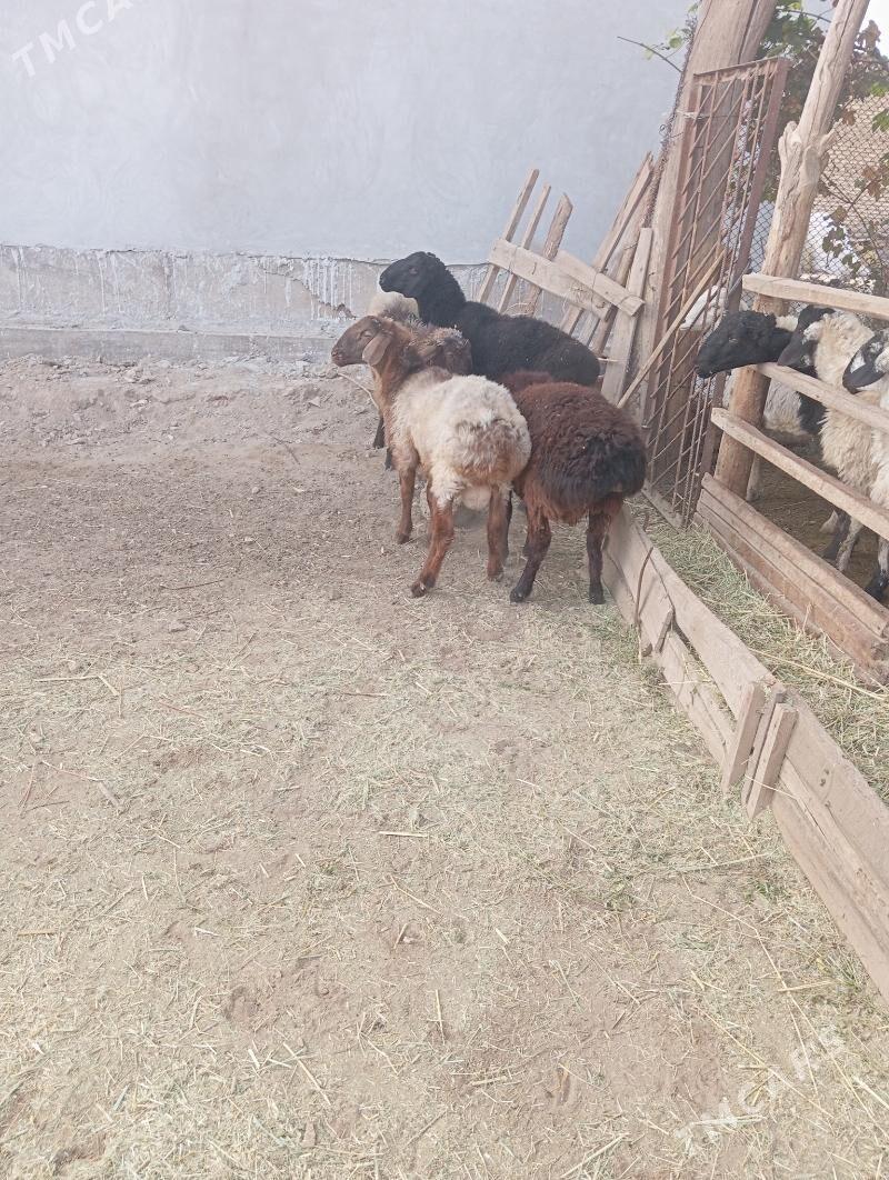 goçkar - Çärjew - img 2