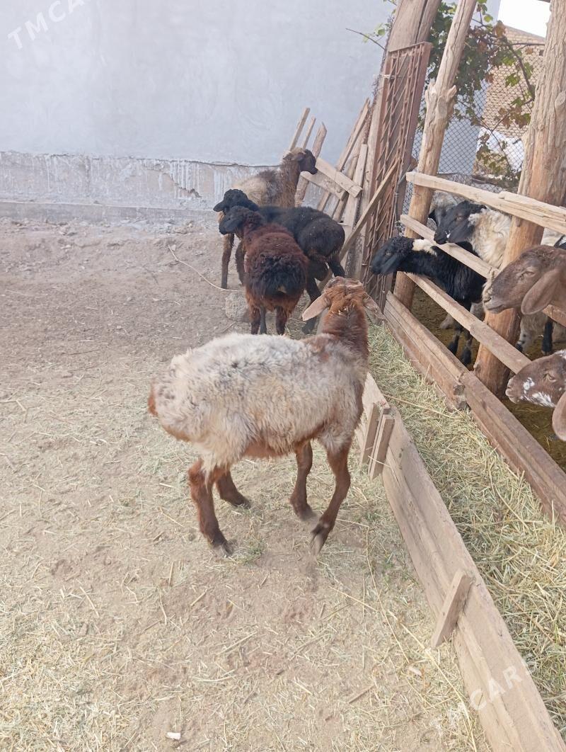 goçkar - Çärjew - img 3