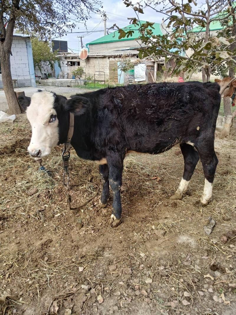 Tuwe - Гёкдепе - img 2