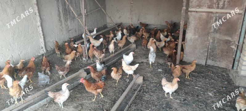 6 aylyk towuk - Векильбазар - img 1