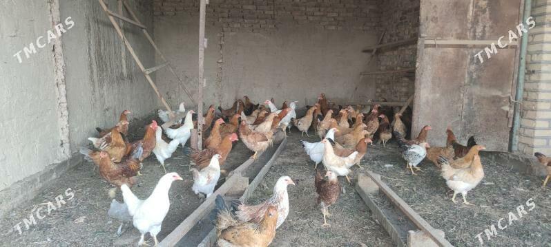 6 aylyk towuk - Векильбазар - img 2