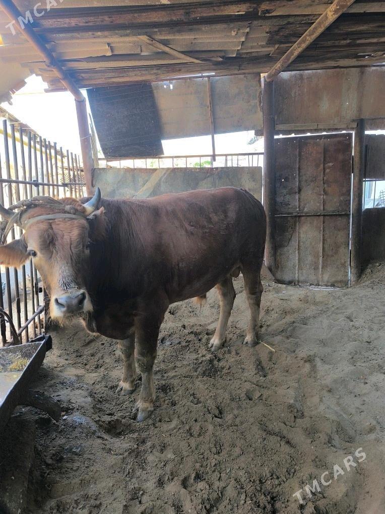 semiz okuz - Balkanabat - img 1