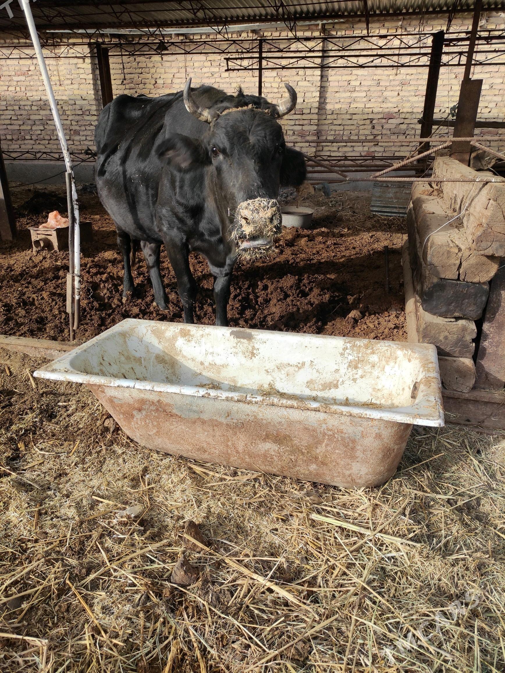 чёрный пёстрый сыгыр - Farap - img 1