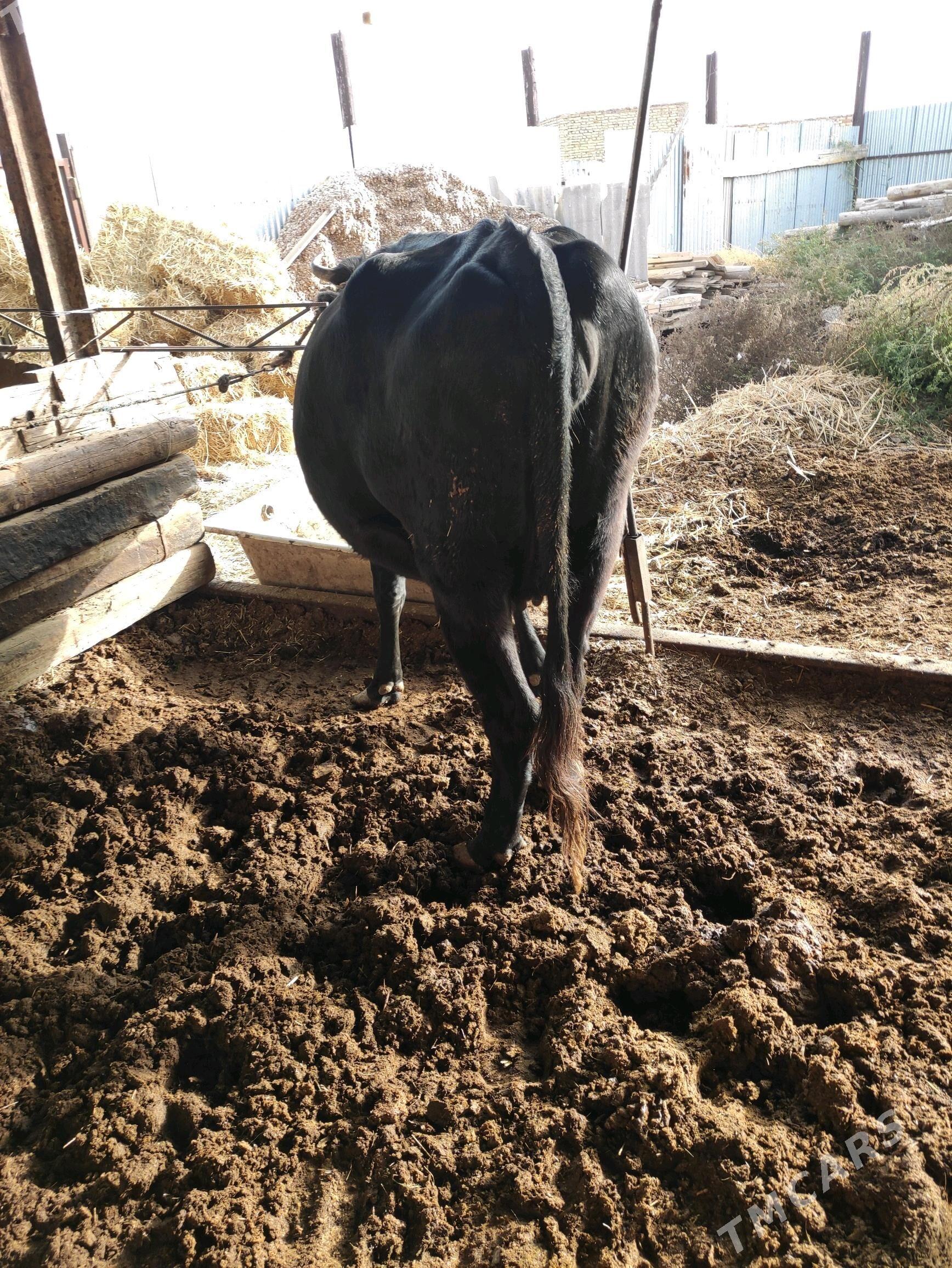 чёрный пёстрый сыгыр - Farap - img 2