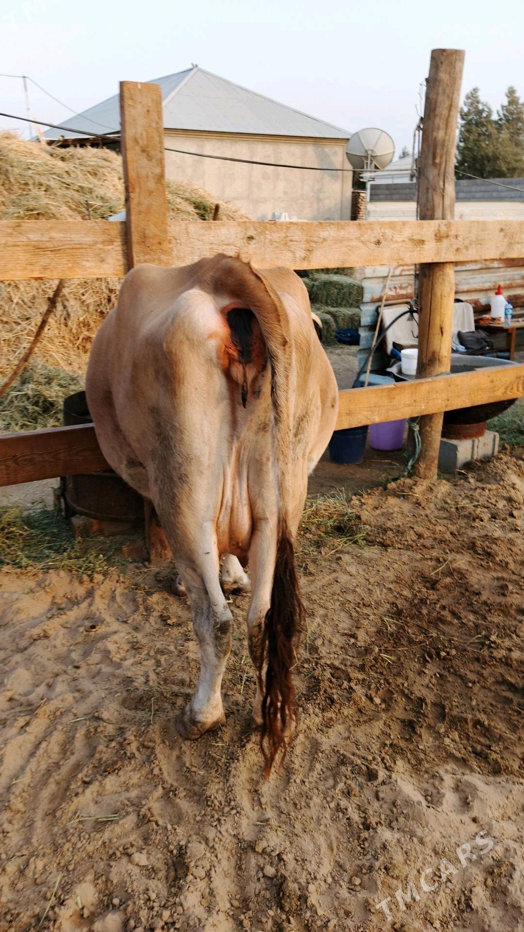 Sygyr - Гёкдепе - img 2