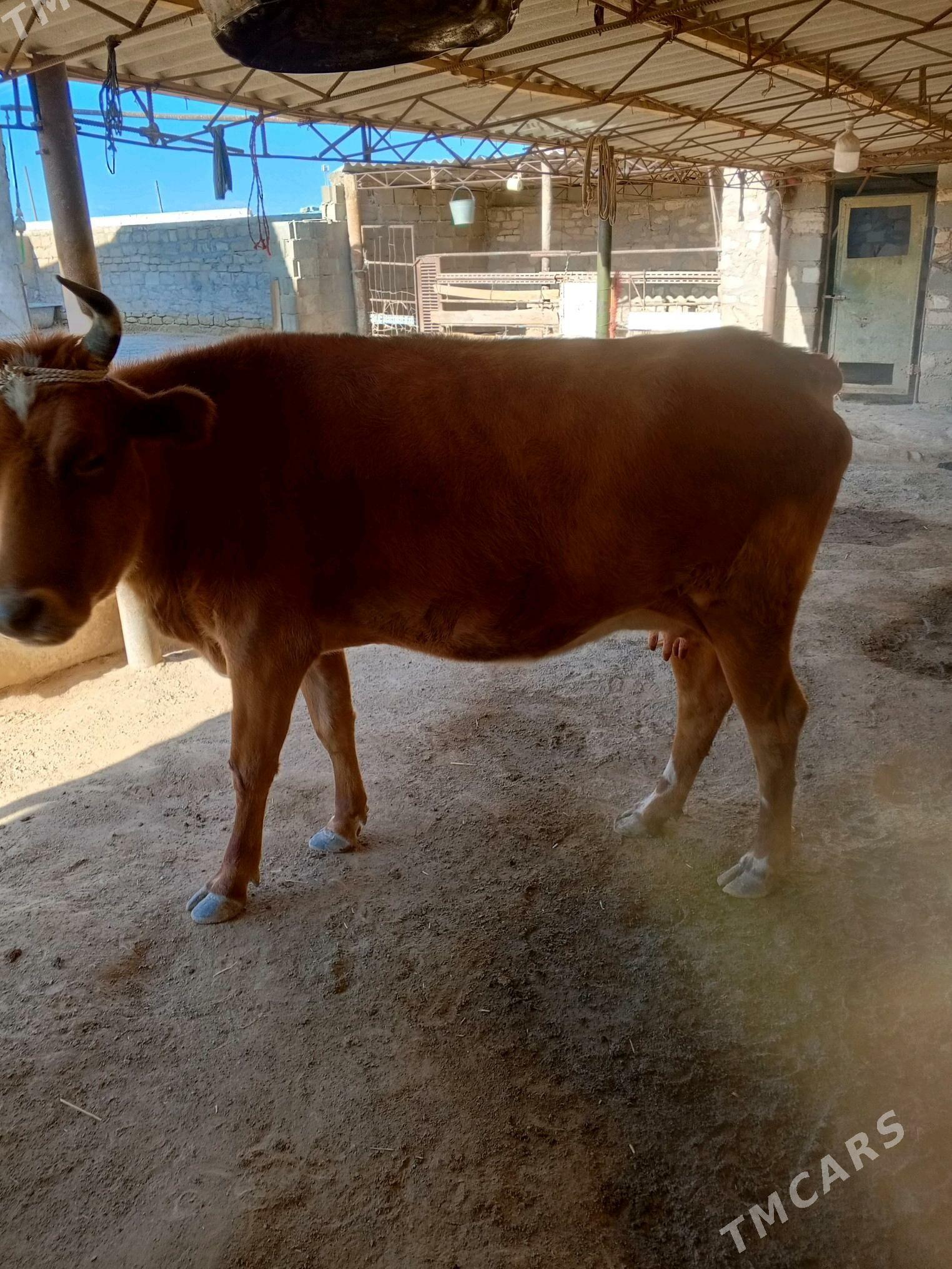 gollely sygyr - Türkmenbaşy - img 2