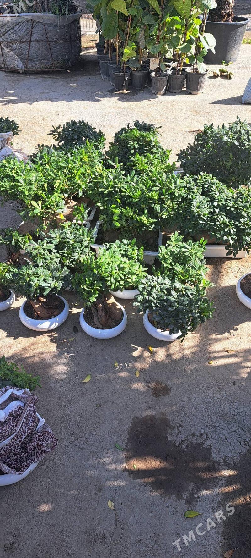 фикус чёрный принц - Ашхабад - img 3