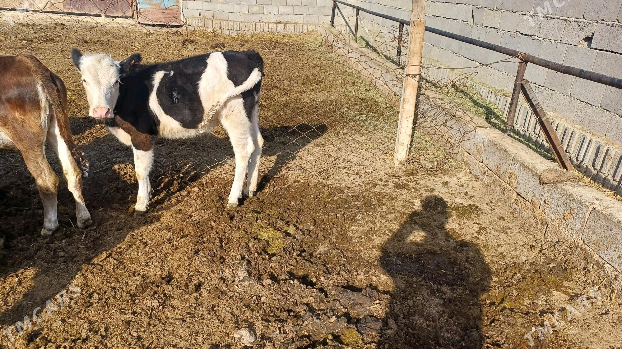 Tuwe Golsdeyn - Bäherden - img 3