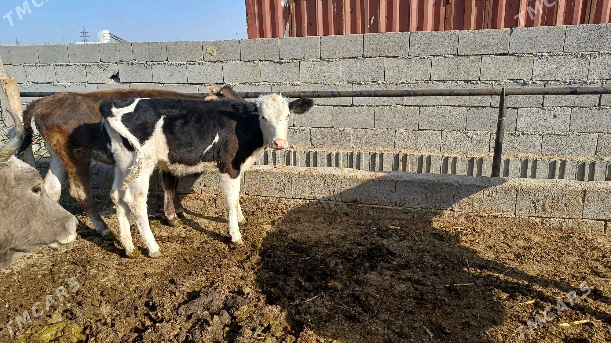 Tuwe Golsdeyn - Bäherden - img 2