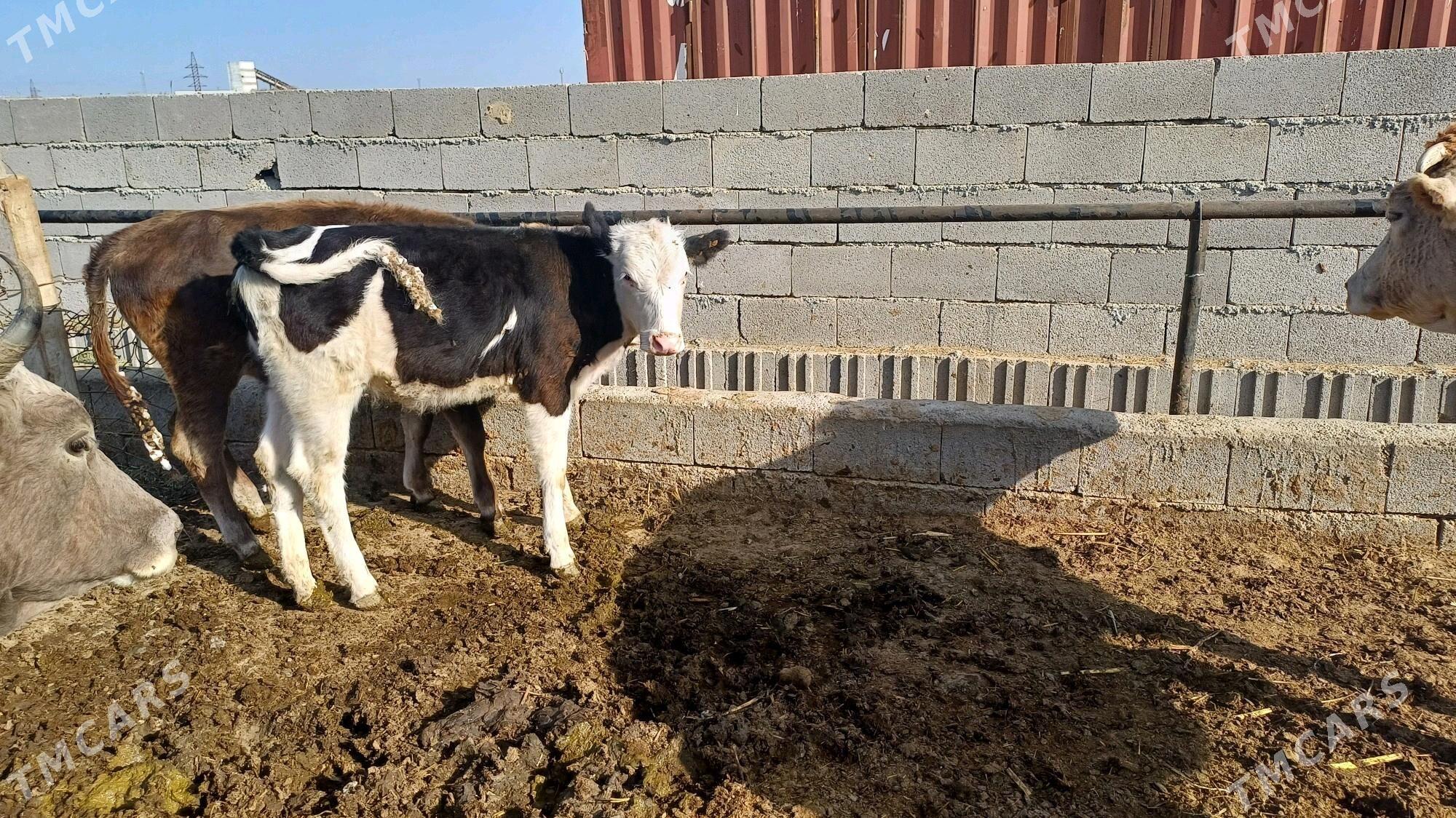 Tuwe Golsdeyn - Bäherden - img 1