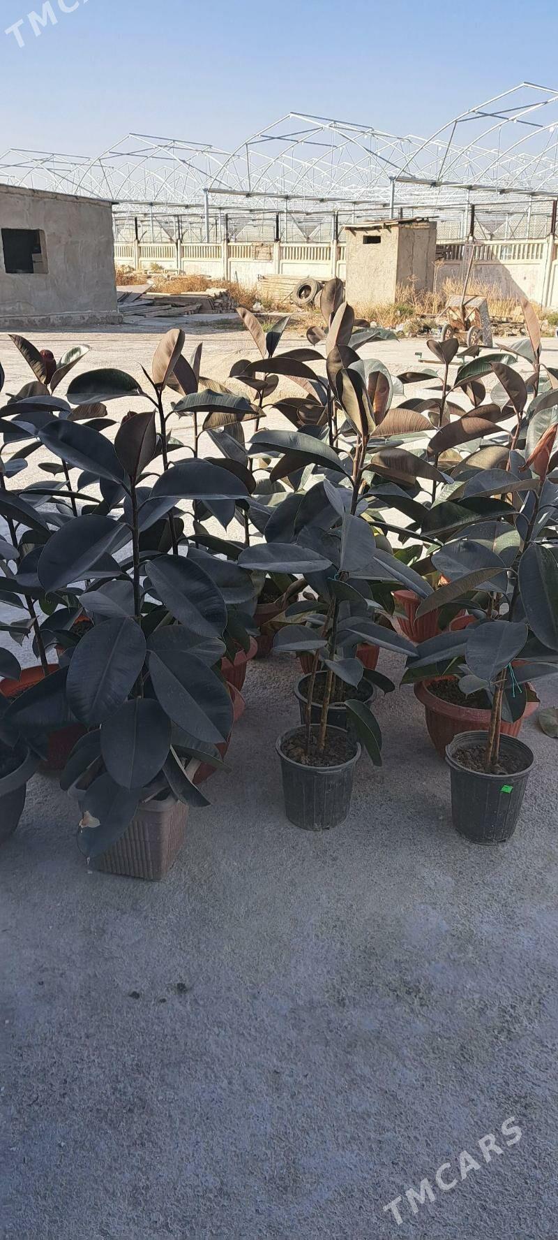 фикус чёрный принц - Ашхабад - img 1