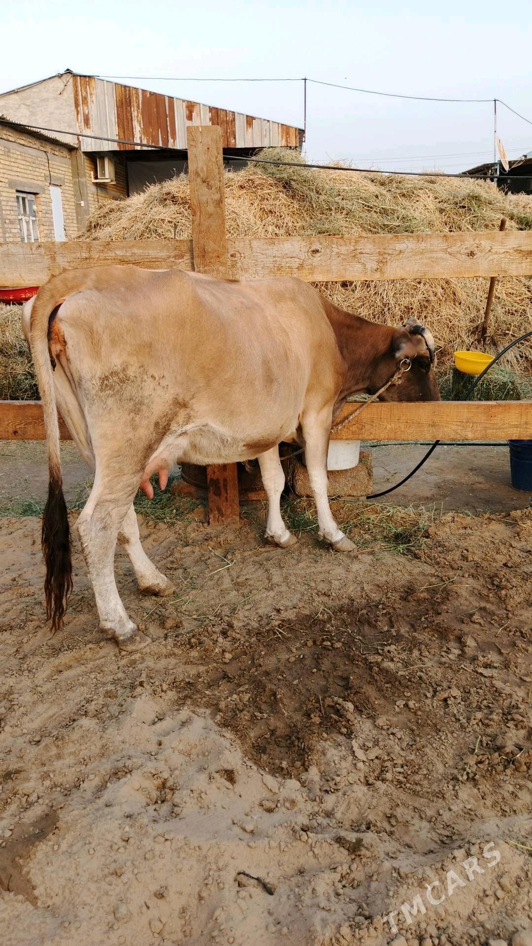 Sygyr - Гёкдепе - img 1