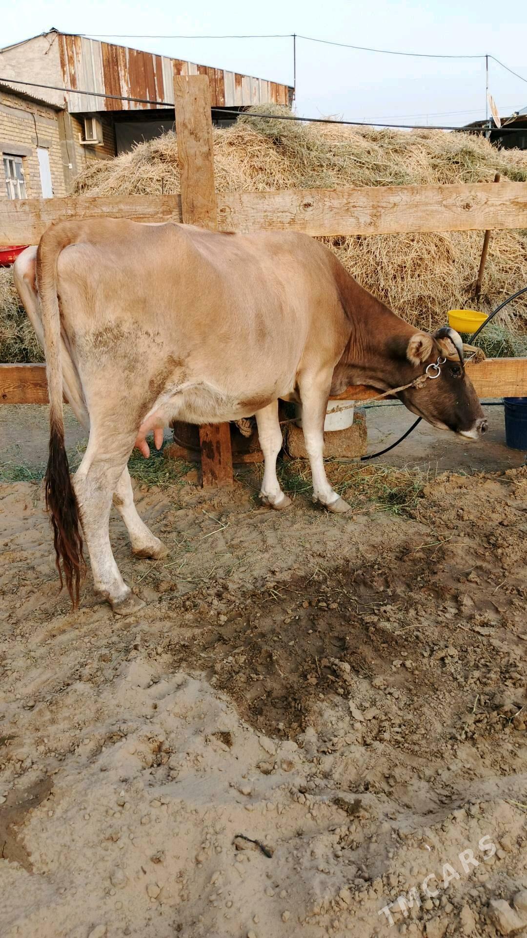 Sygyr - Гёкдепе - img 3