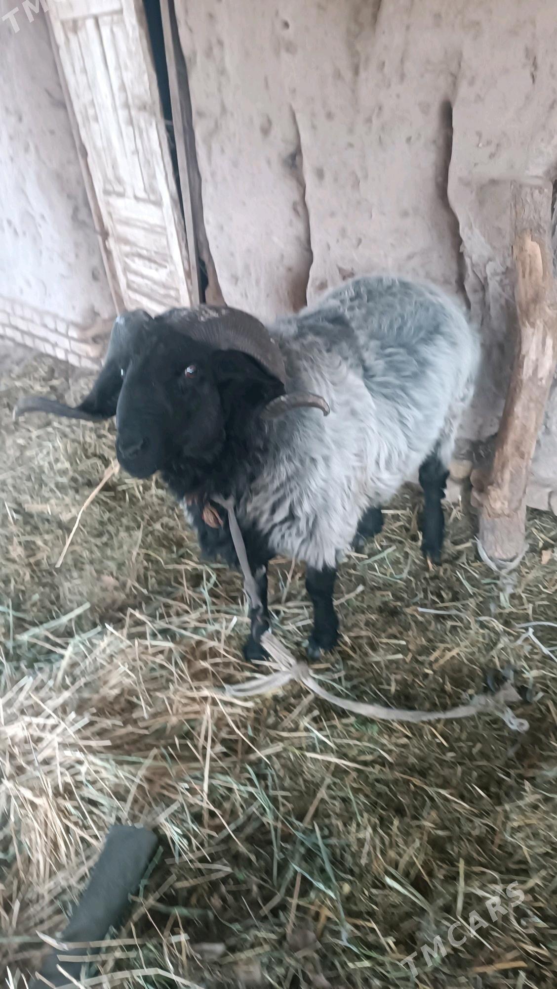 goçlar - Гурбансолтан Едже - img 3