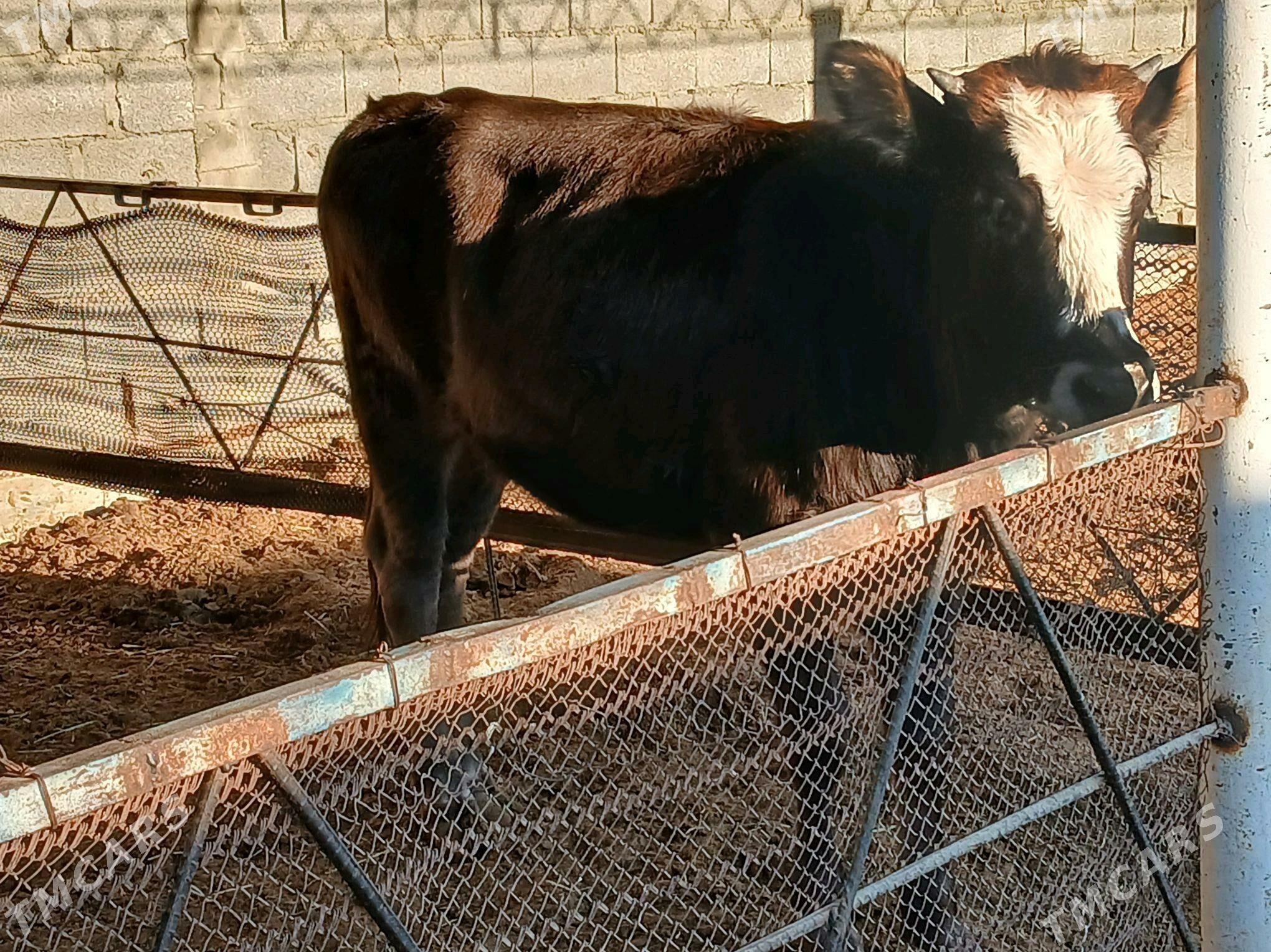 tuwe - Бахарден - img 2