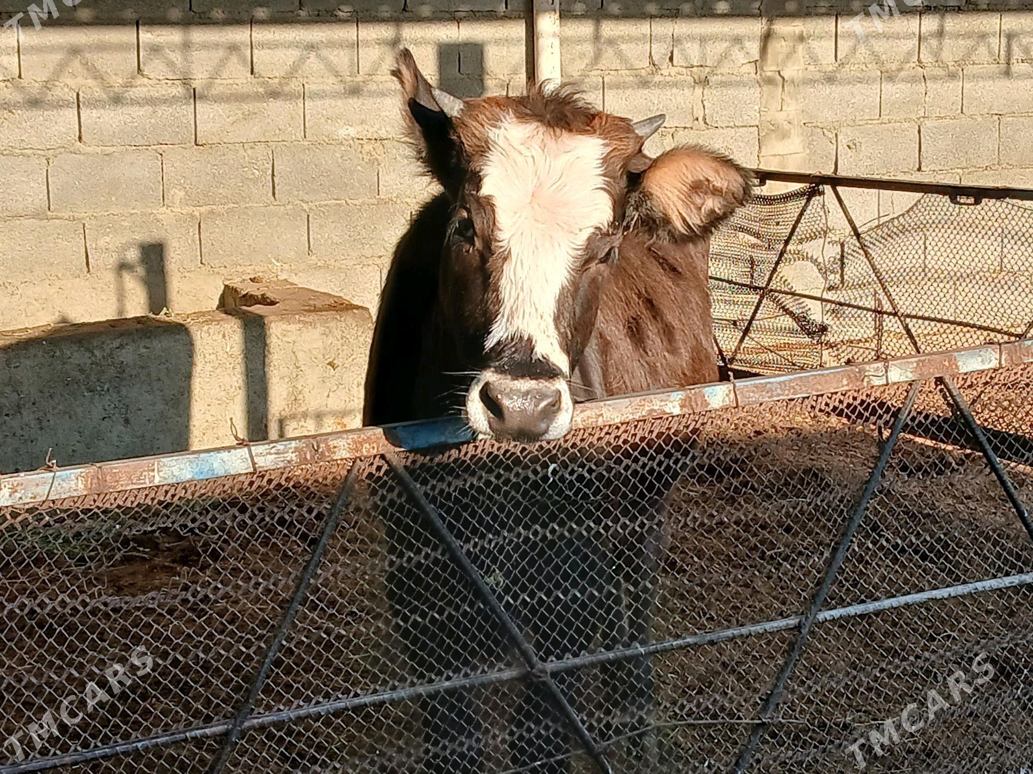 tuwe - Бахарден - img 3