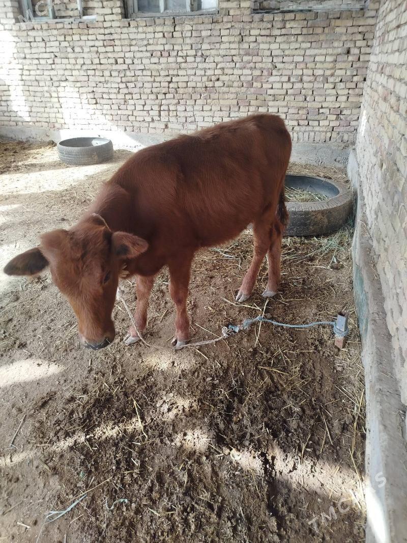 okuzce,gunajyn - Дянев - img 2