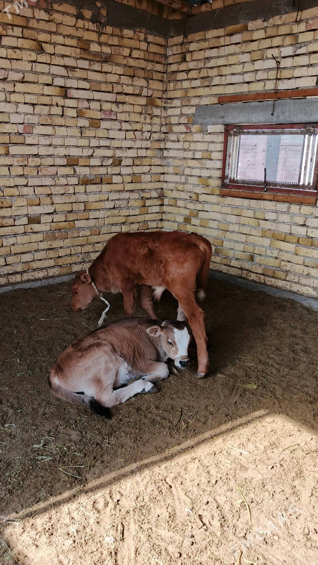 Sygyr - Гёкдепе - img 5