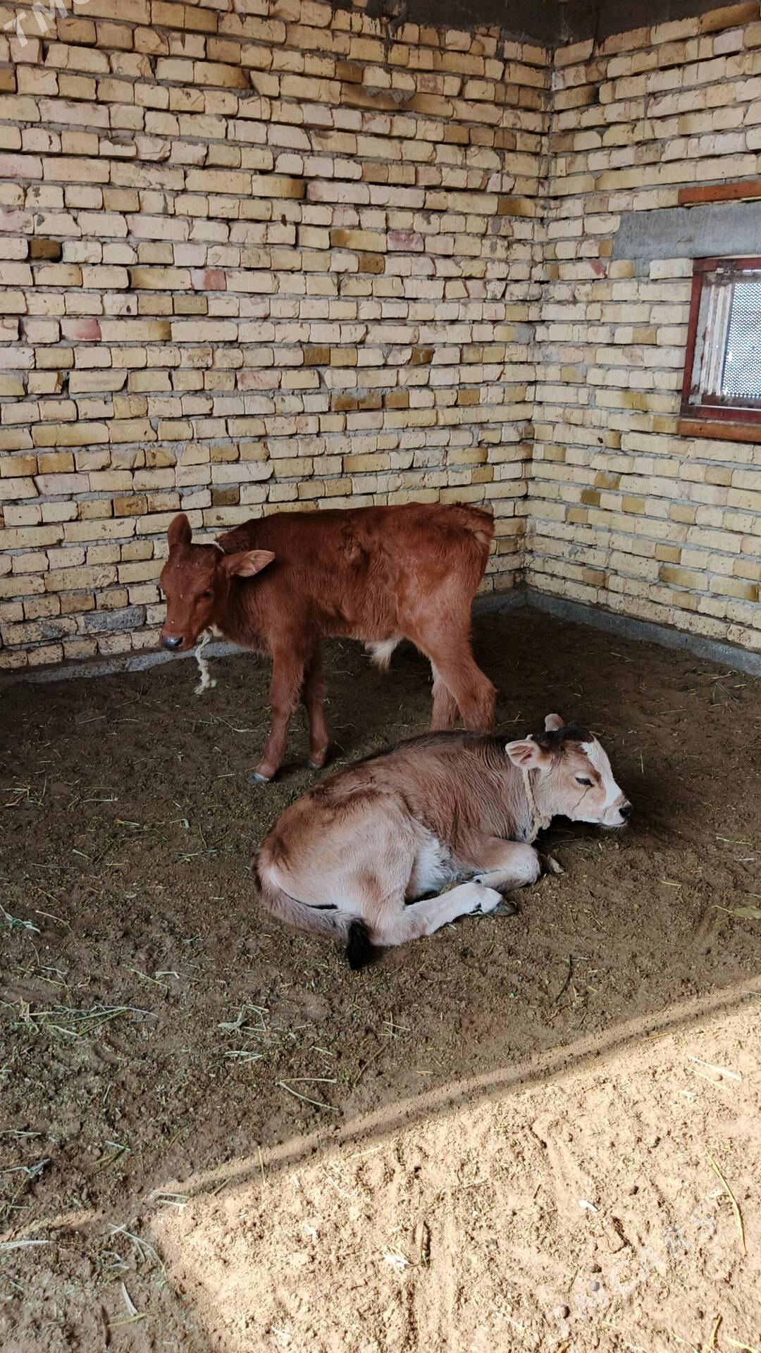 Sygyr - Гёкдепе - img 4