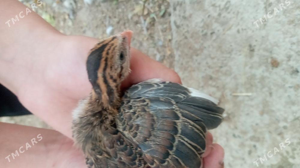 sisarka - Kaka - img 1