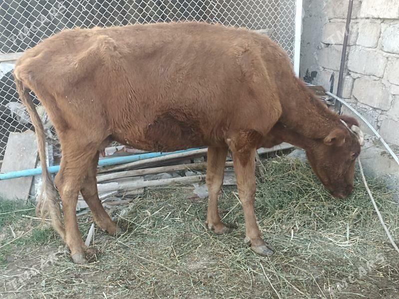 sygyr sagylýa bogaz gysyr - Aşgabat - img 4