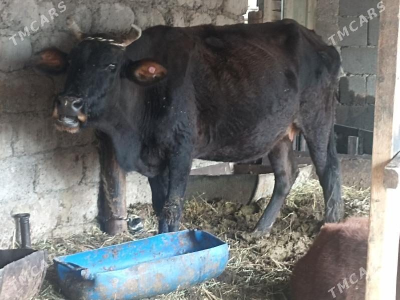 sygyr sagylýa bogaz gysyr - Aşgabat - img 1