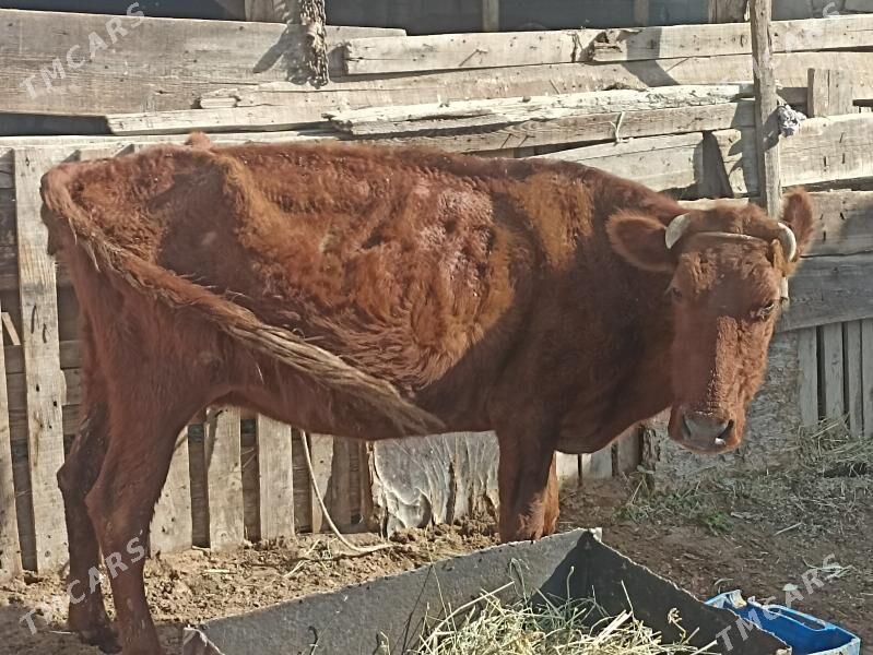 sygyr sagylýa bogaz gysyr - Aşgabat - img 6