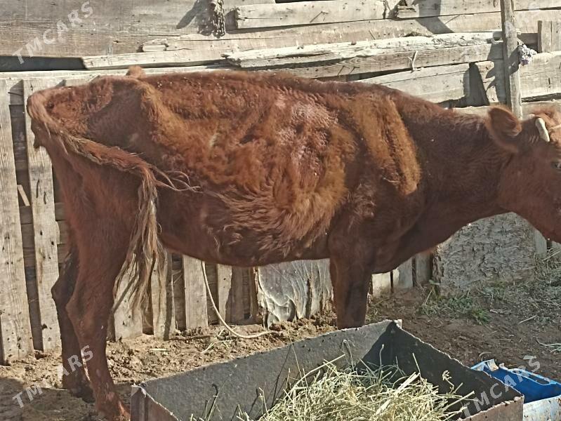 sygyr sagylýa bogaz gysyr - Aşgabat - img 8