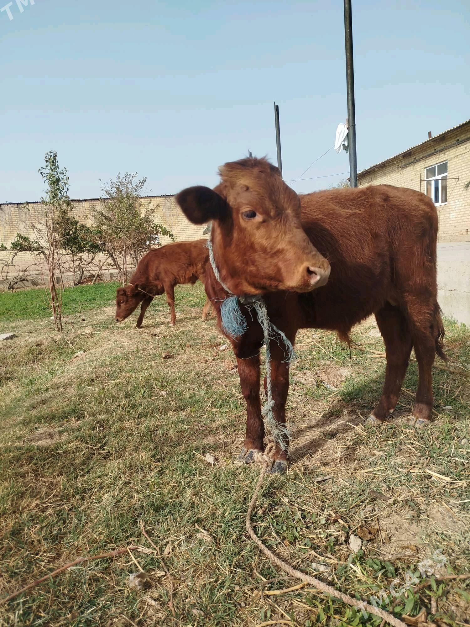 okuzce,gunajyn - Дянев - img 1