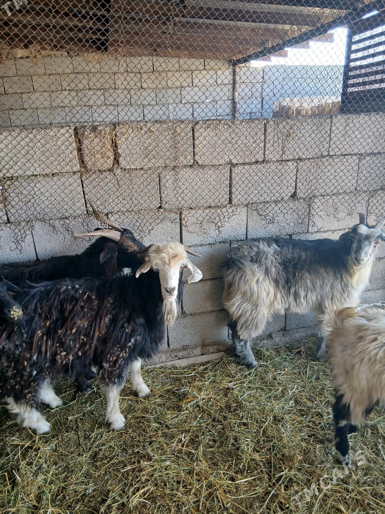 geciler - Яшлык - img 1