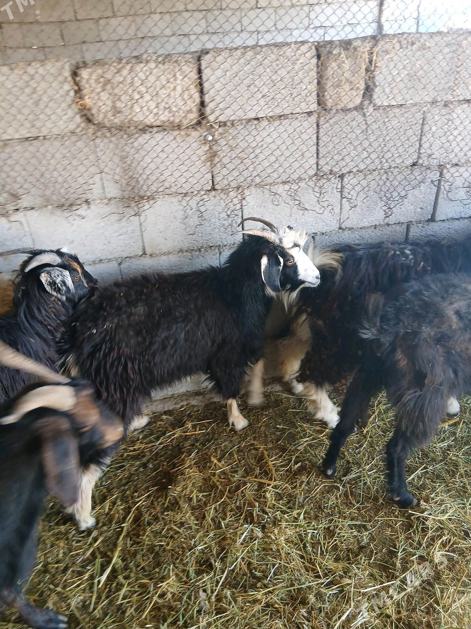 geciler - Яшлык - img 3