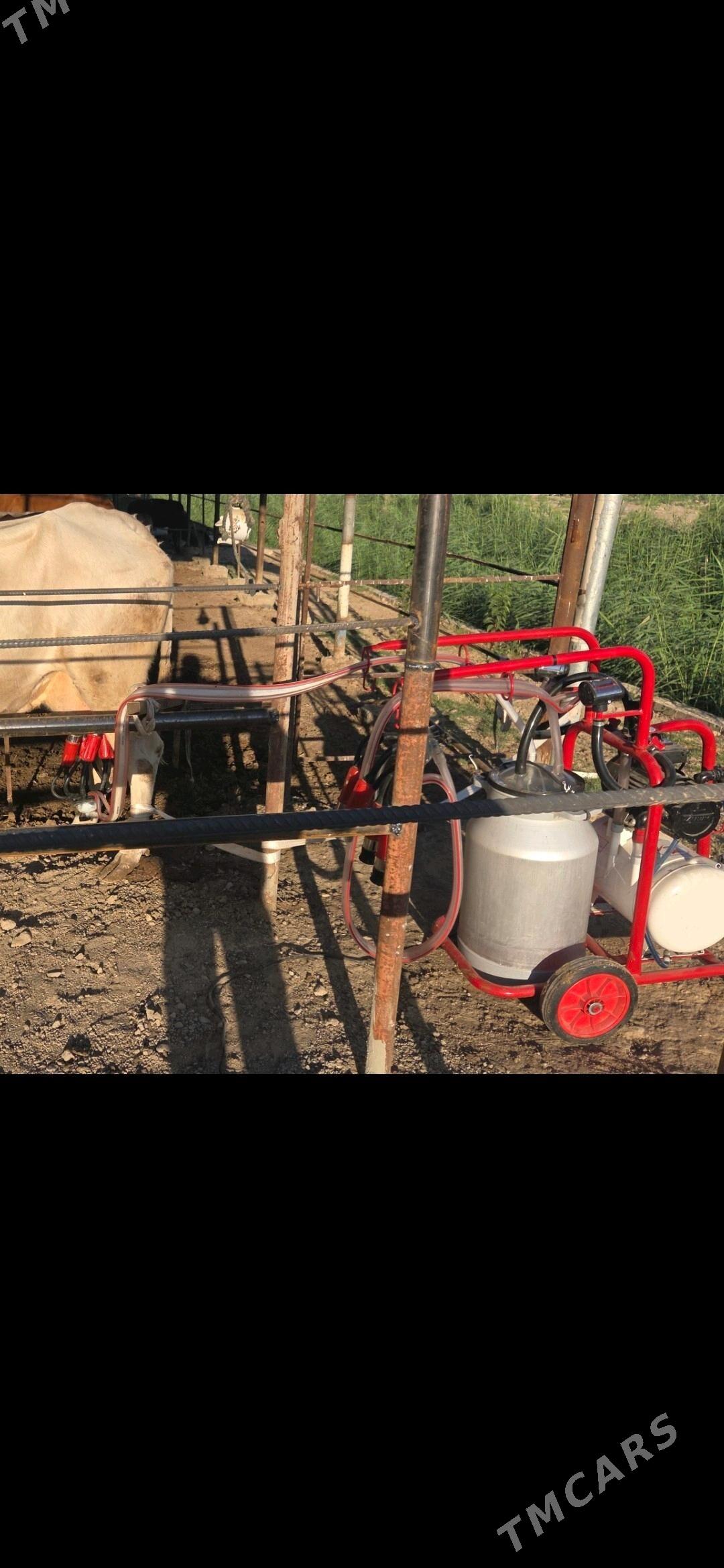 Sygyr sagylyan. - Murgap - img 1