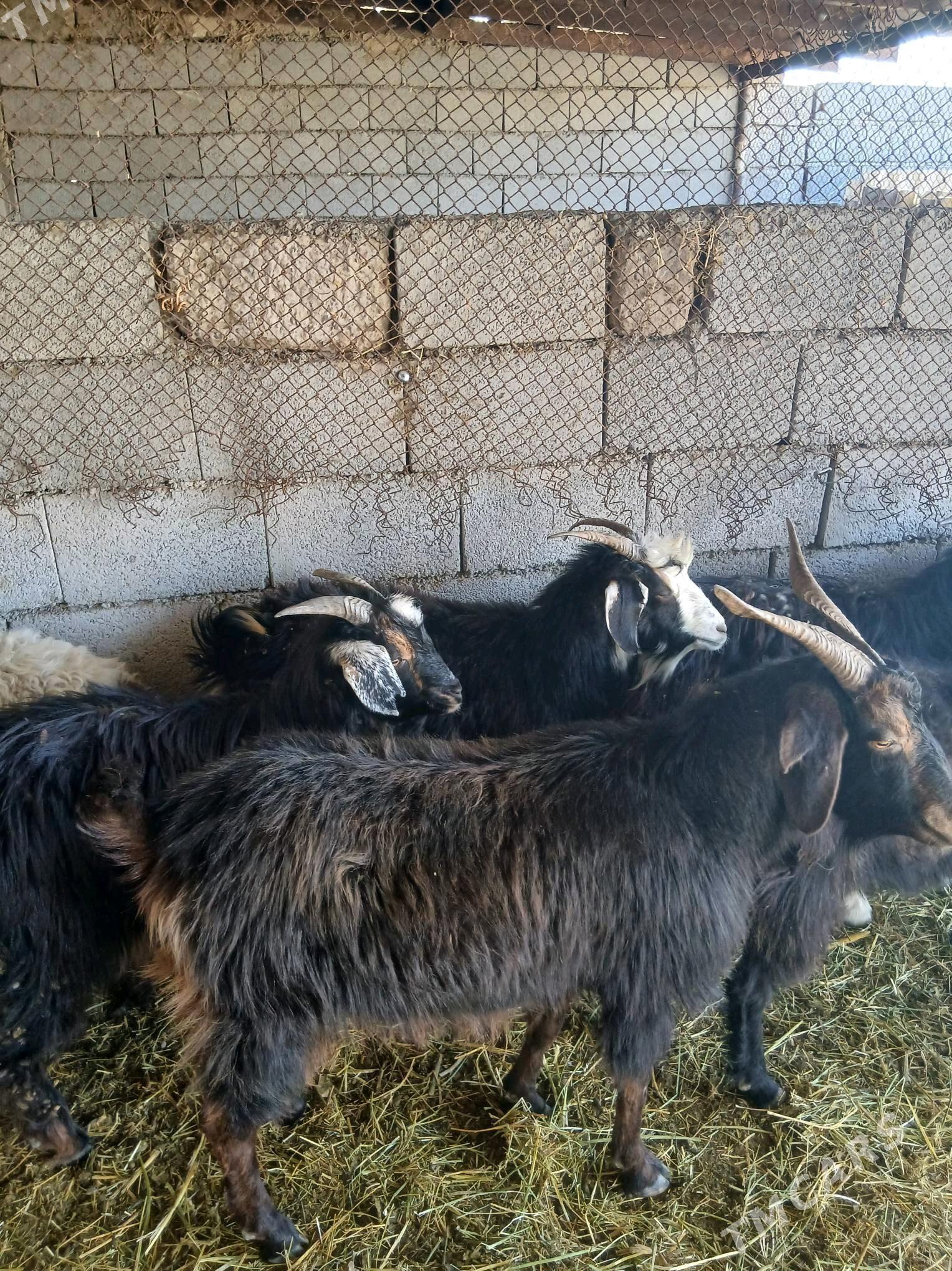 geciler - Яшлык - img 2